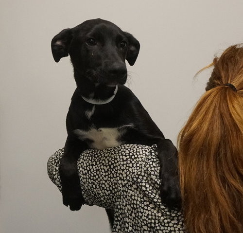 Darcy, an adoptable Unknown breed in Rancho Santa Fe, CA