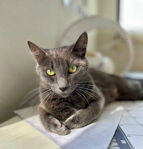 Season, Adult Mixed, cat for adoption in Rancho Santa Fe, California
