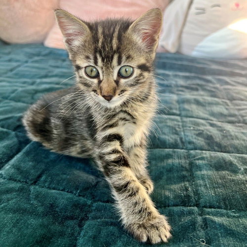 Pepper, Baby Mixed, cat for adoption in Rancho Santa Fe, California