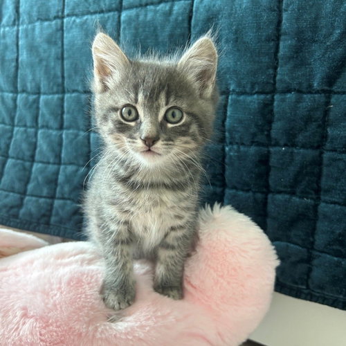 Garlic, Baby Mixed, cat for adoption in Rancho Santa Fe, California
