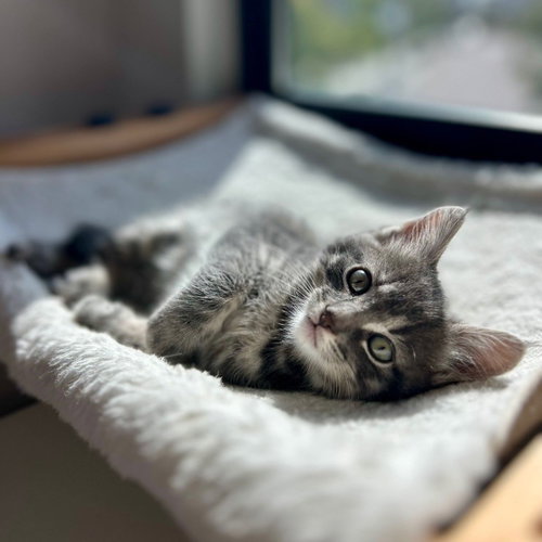 Powder, Baby Mixed, cat for adoption in Rancho Santa Fe, California