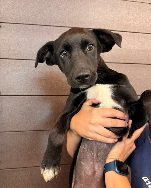 Demi, an adoptable Unknown breed in Rancho Santa Fe, CA