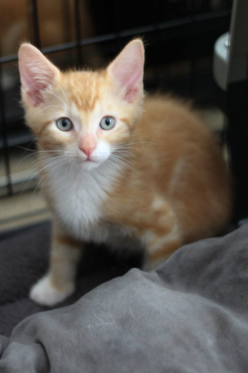 Chicken, an adoptable Mixed in Rancho Santa Fe, CA