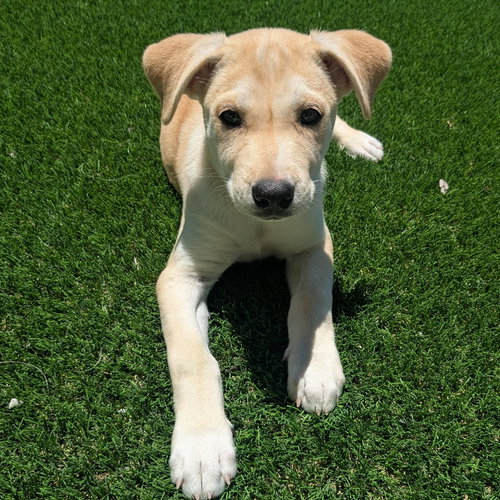 Carmen, an adoptable Unknown breed in Rancho Santa Fe, CA