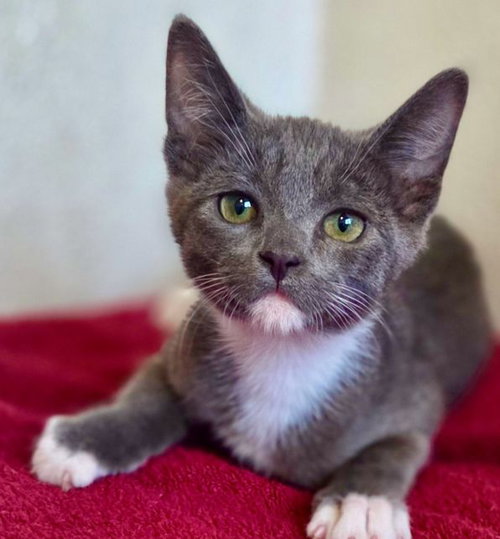 Igor, an adoptable Mixed in Rancho Santa Fe, CA