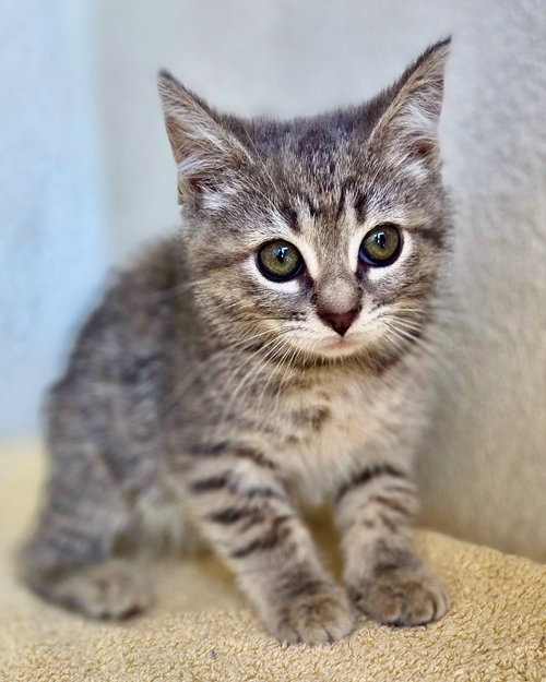 Tootsie, an adoptable Mixed in Rancho Santa Fe, CA