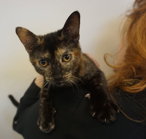 Sugar, an adoptable Mixed in Rancho Santa Fe, CA