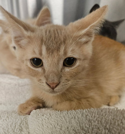 Waffle, an adoptable Mixed in Rancho Santa Fe, CA