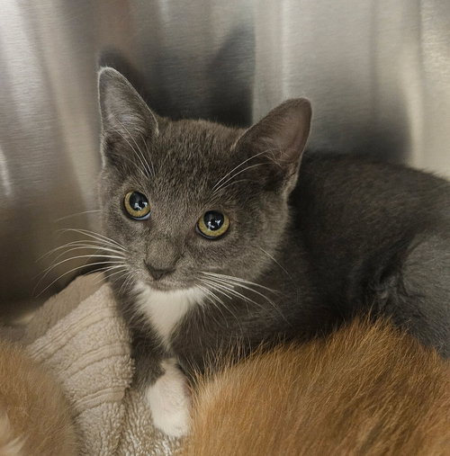 Syrup, an adoptable Mixed in Rancho Santa Fe, CA