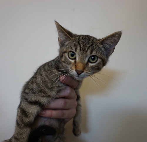 Kat, an adoptable Mixed in Rancho Santa Fe, CA