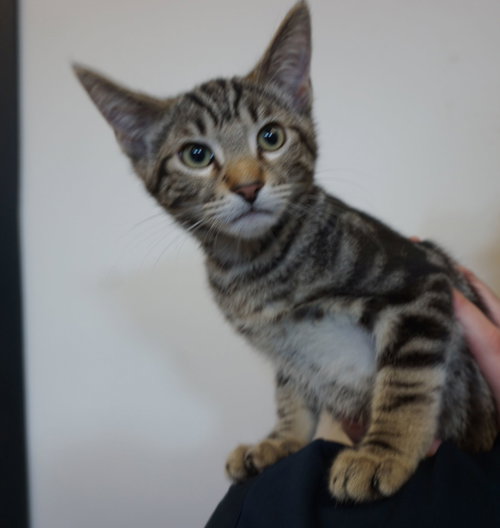 Snickers, an adoptable Mixed in Rancho Santa Fe, CA