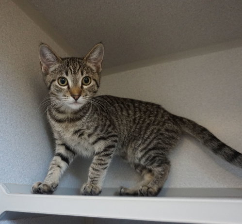 Sweet, an adoptable Mixed in Rancho Santa Fe, CA