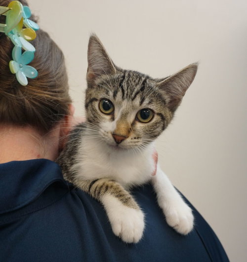 Tart, an adoptable Mixed in Rancho Santa Fe, CA