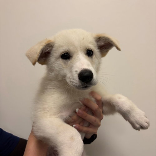 Pudding, an adoptable Unknown breed in Rancho Santa Fe, CA
