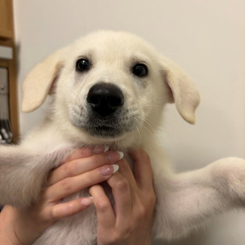 Percy, an adoptable Unknown breed in Rancho Santa Fe, CA