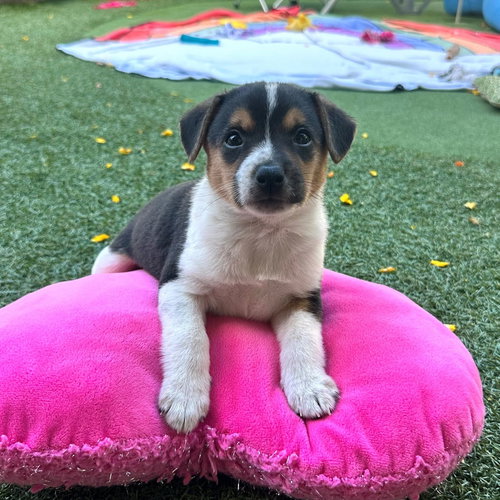 Murphy