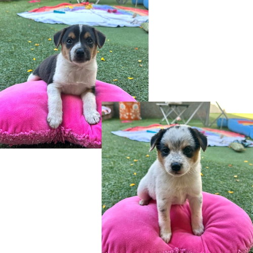 Murphy photo 2