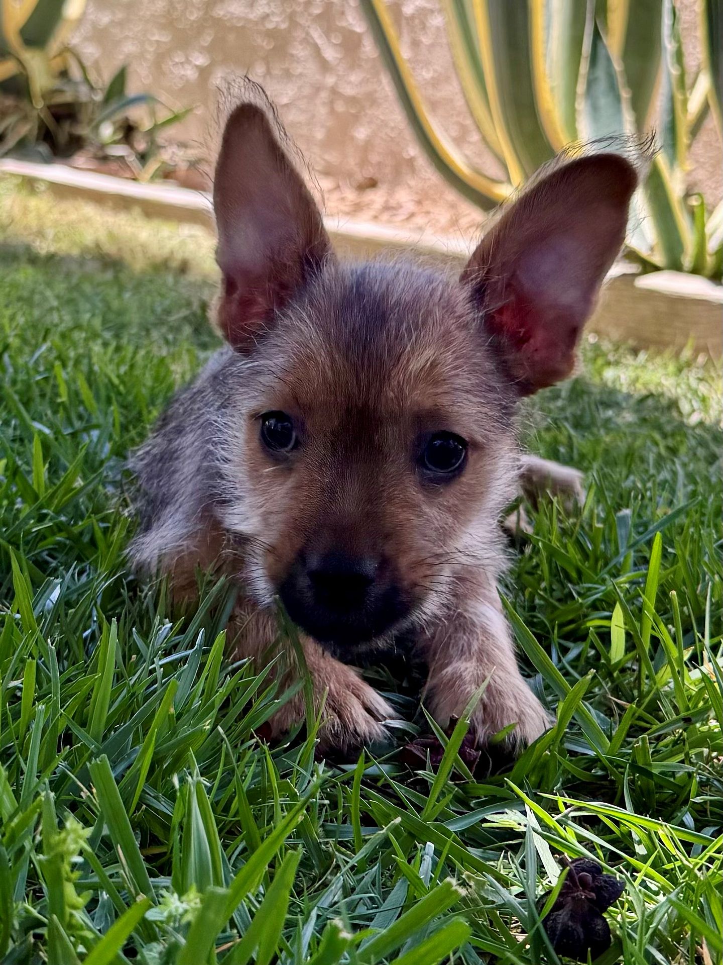 Oscar