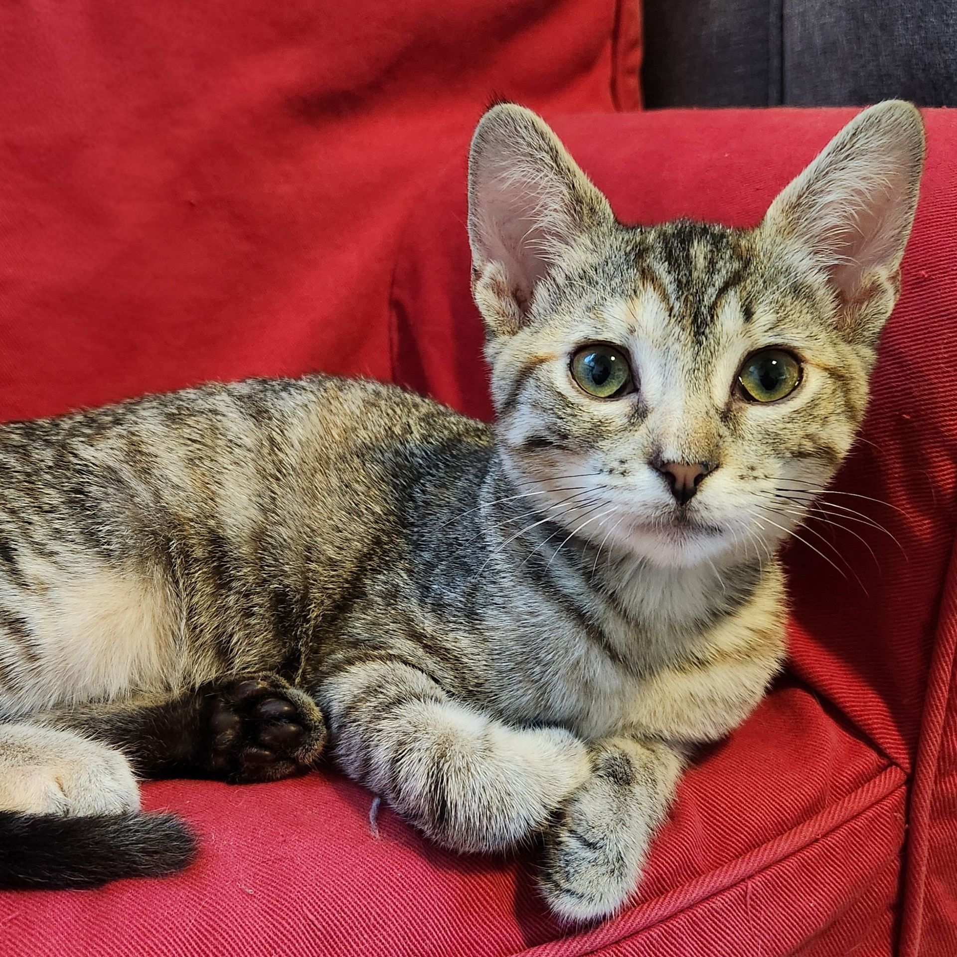 Miso