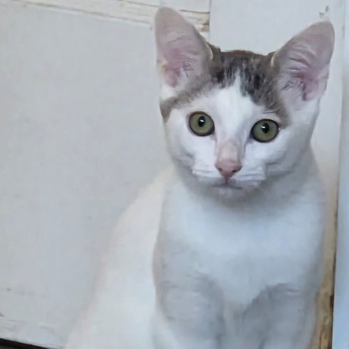 Caramel, a cat for adoption from Helen Woodward Animal Center
