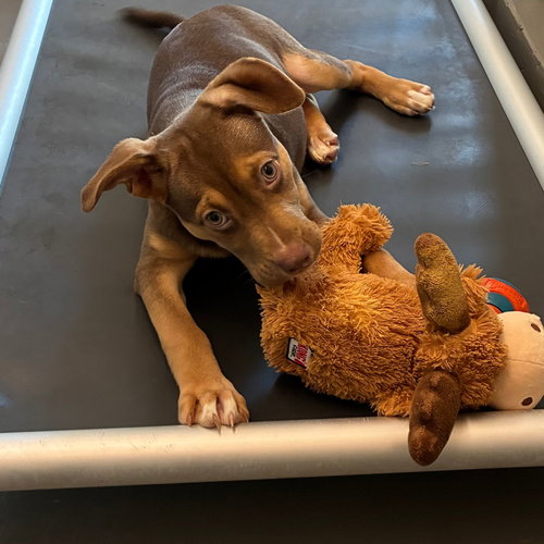 Melody, a dog for adoption from Helen Woodward Animal Center