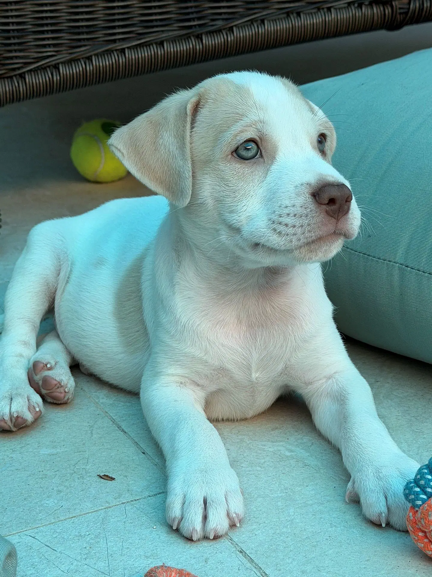 Kash image 2
