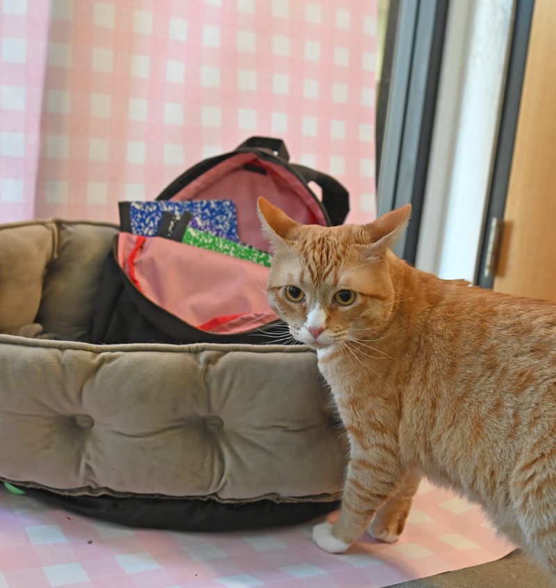 Backpack