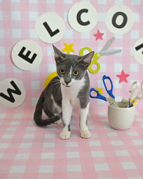 Hocus, a cat for adoption from Helen Woodward Animal Center