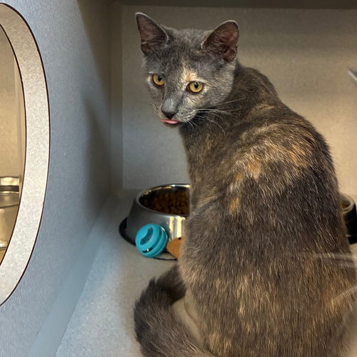 Prim, a cat for adoption from Helen Woodward Animal Center