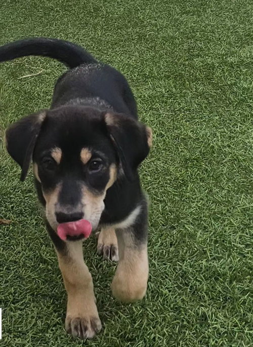 Gia, a dog for adoption from Helen Woodward Animal Center