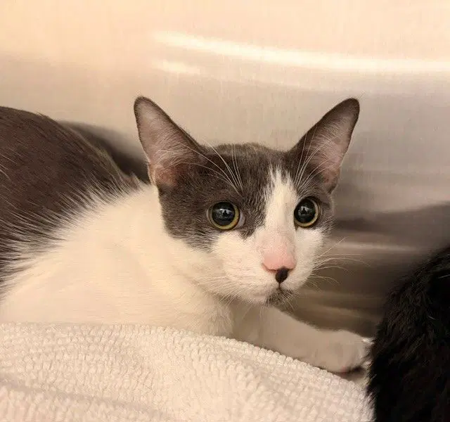 Krispies image 1