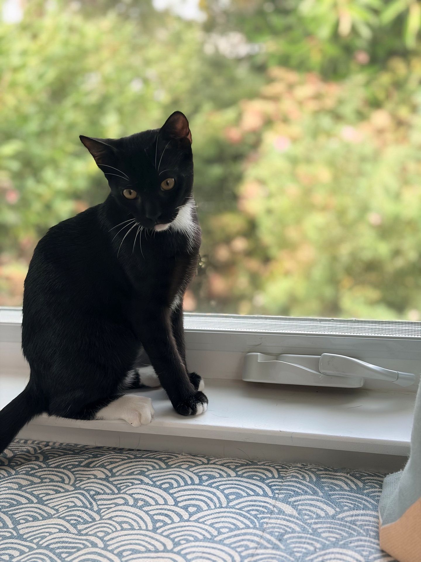 Nacho