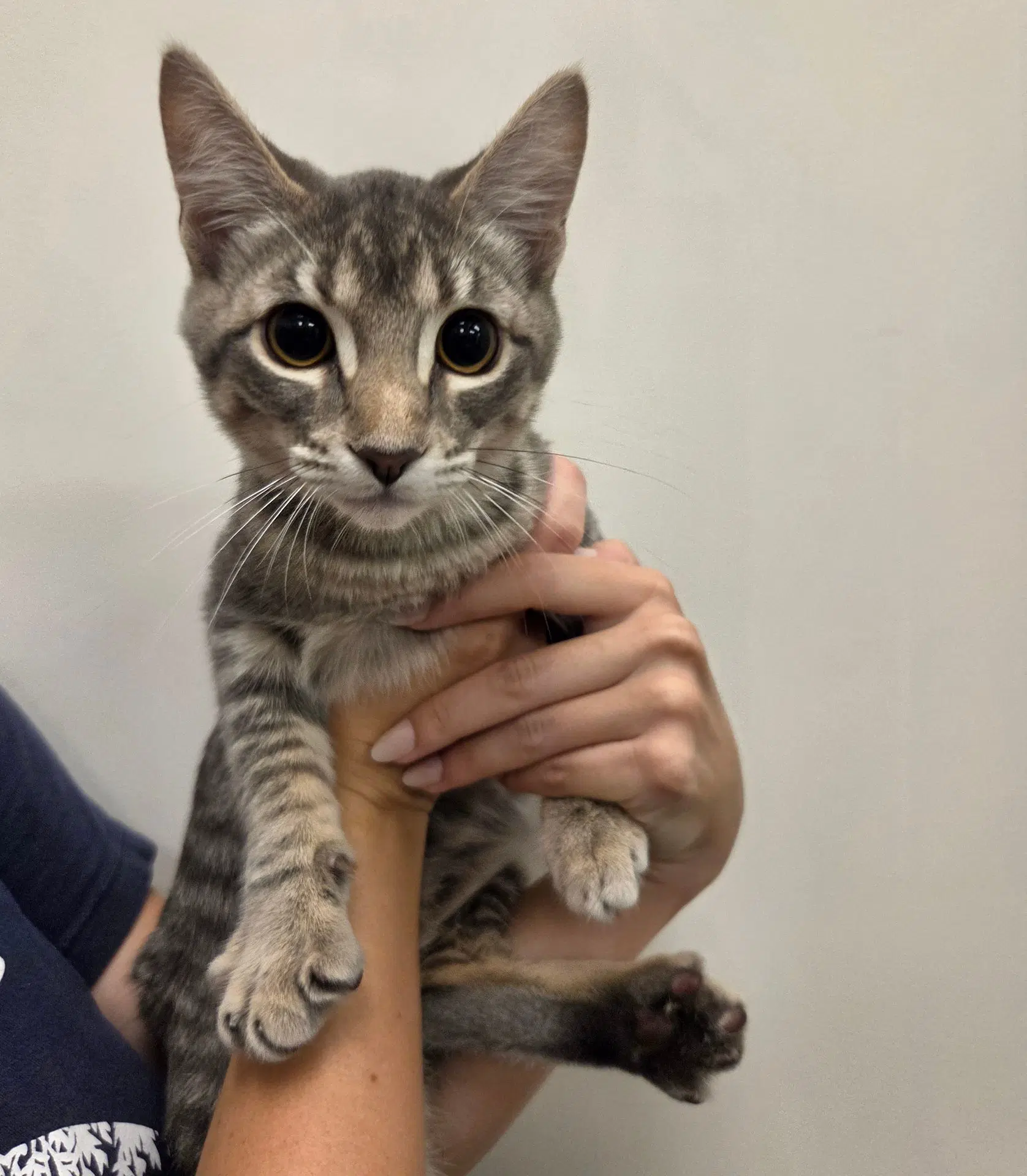 Sesame - Unknown