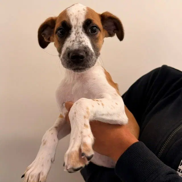 Nala - Unknown