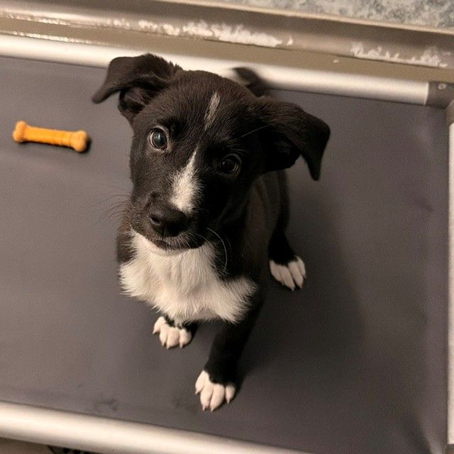 Winston