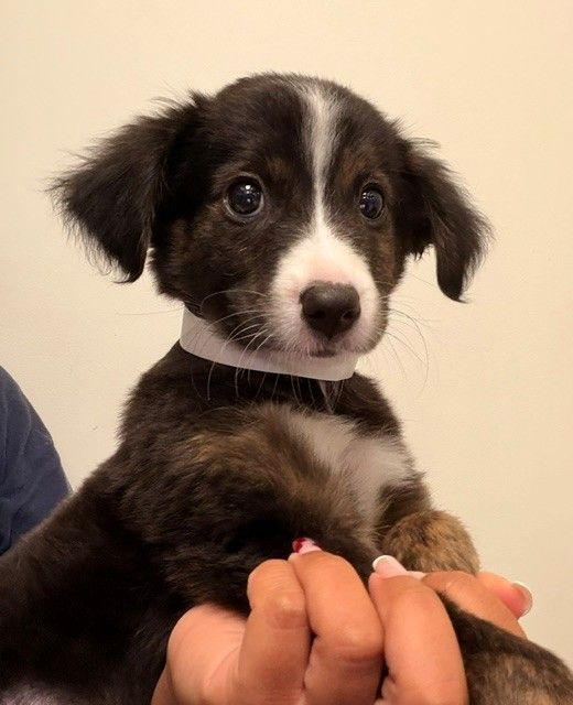 Georgie