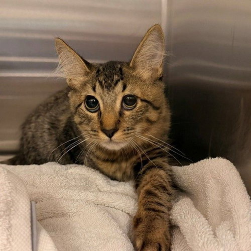 Mummy, a cat for adoption from Helen Woodward Animal Center