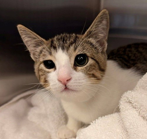 Dracula, a cat for adoption from Helen Woodward Animal Center
