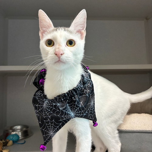 Ghost, a cat for adoption from Helen Woodward Animal Center