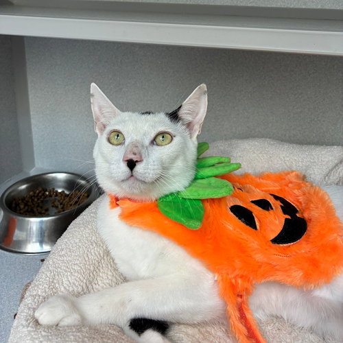 Pocus, a cat for adoption from Helen Woodward Animal Center