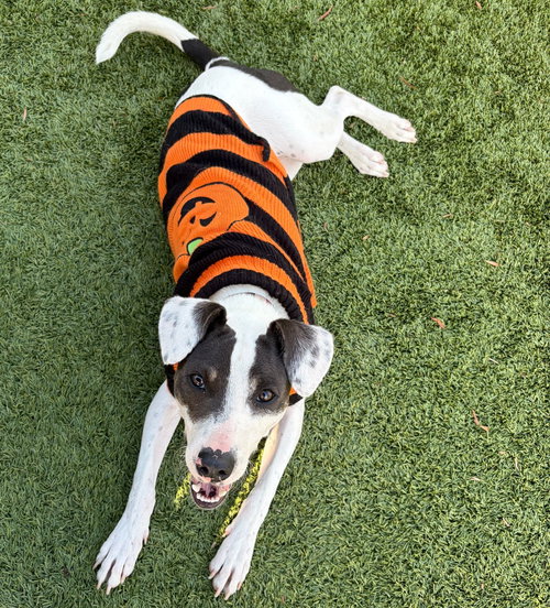 Cheese, a dog for adoption from Helen Woodward Animal Center
