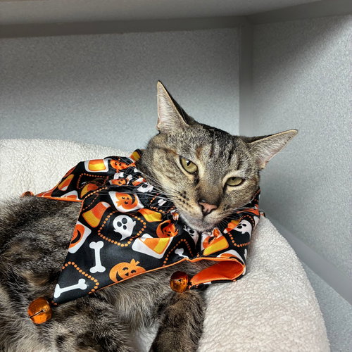 Buffy, a cat for adoption from Helen Woodward Animal Center