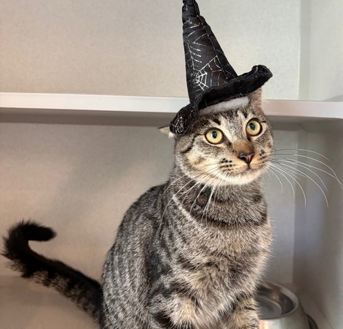Stevie Nicks, a cat for adoption from Helen Woodward Animal Center