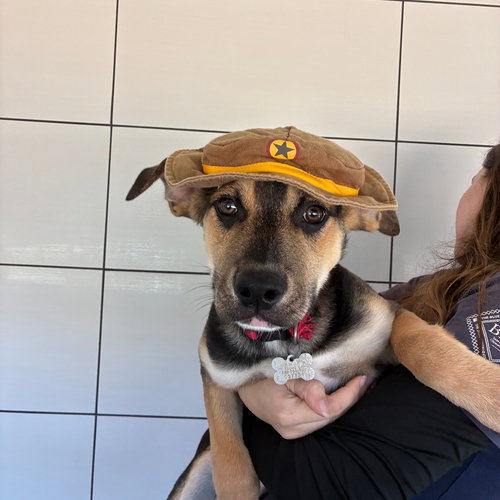 Shadow, a dog for adoption from Helen Woodward Animal Center