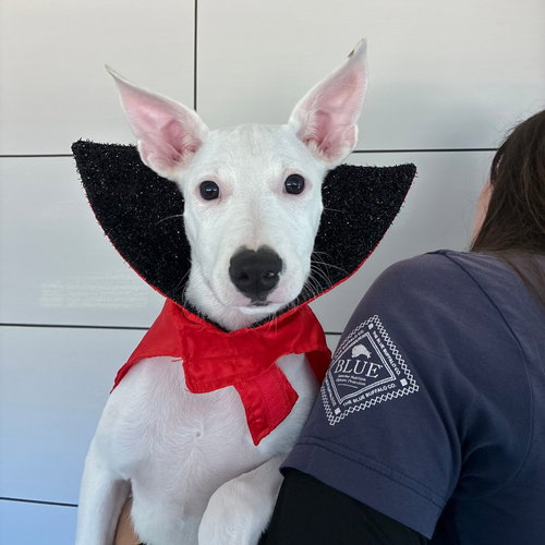 Turkey, a dog for adoption from Helen Woodward Animal Center