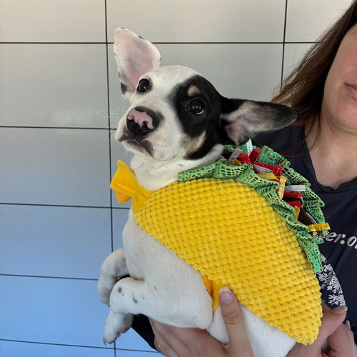 Goose, a dog for adoption from Helen Woodward Animal Center