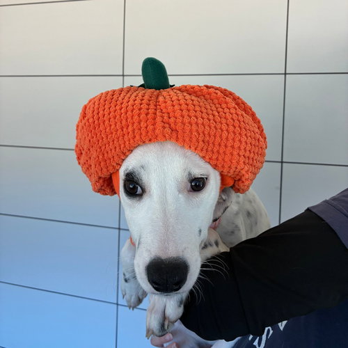 Zero, a dog for adoption from Helen Woodward Animal Center