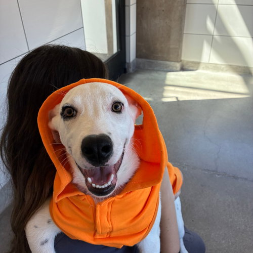 Squash, a dog for adoption from Helen Woodward Animal Center