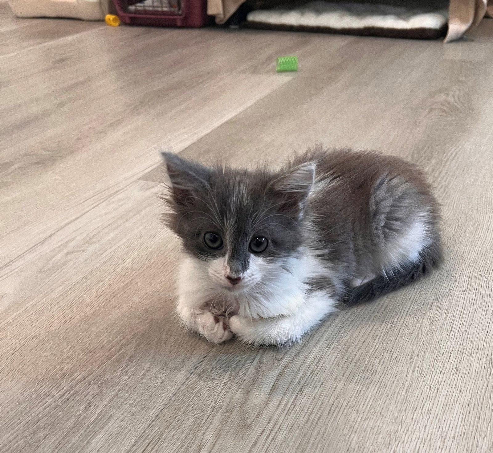 Squeak, Mixed Breed