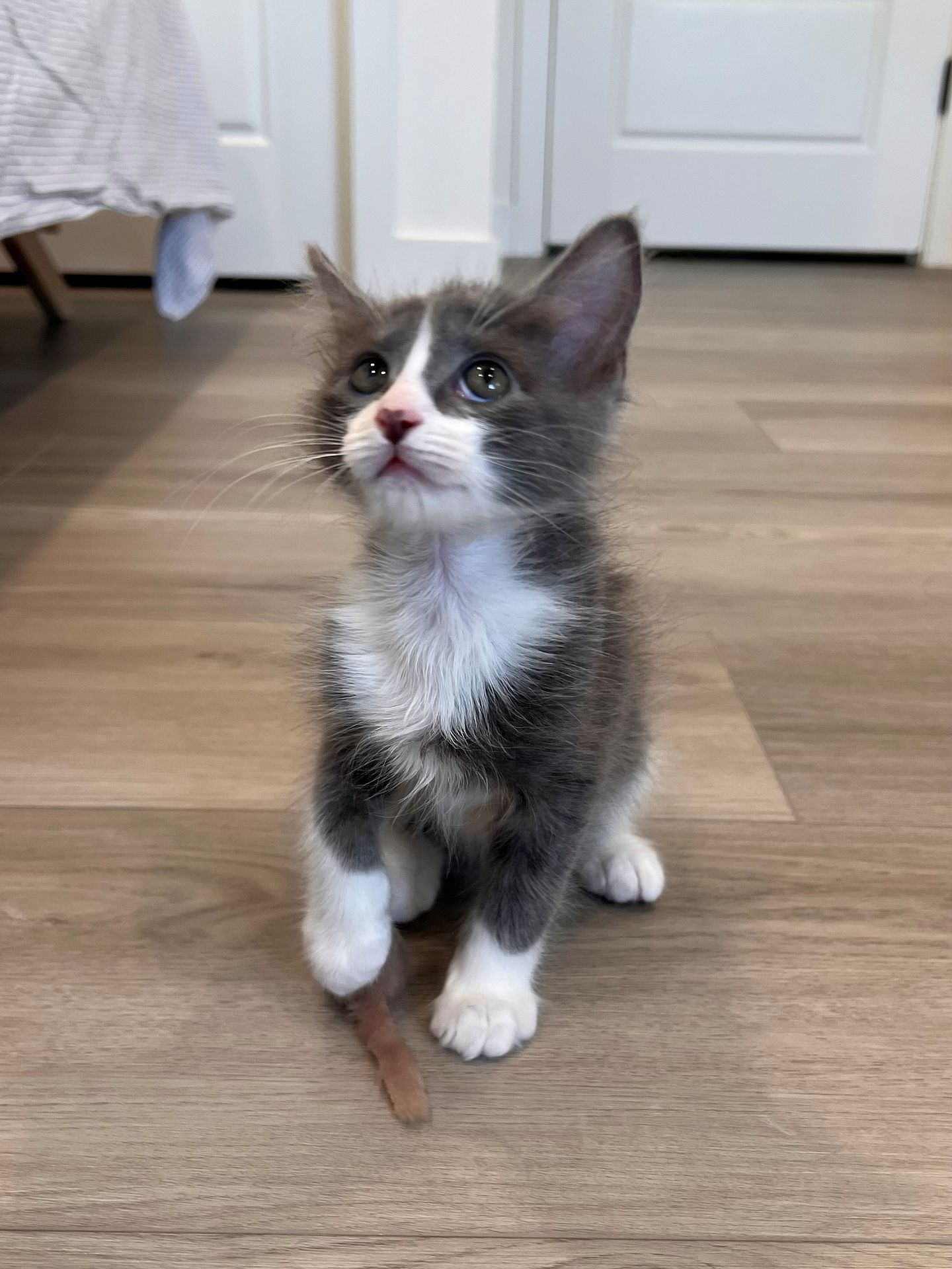 Eek, Mixed Breed